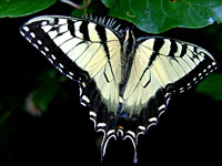 Tiger Swallowtail Butterfly