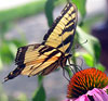 Eastern Tiger Swallowtail