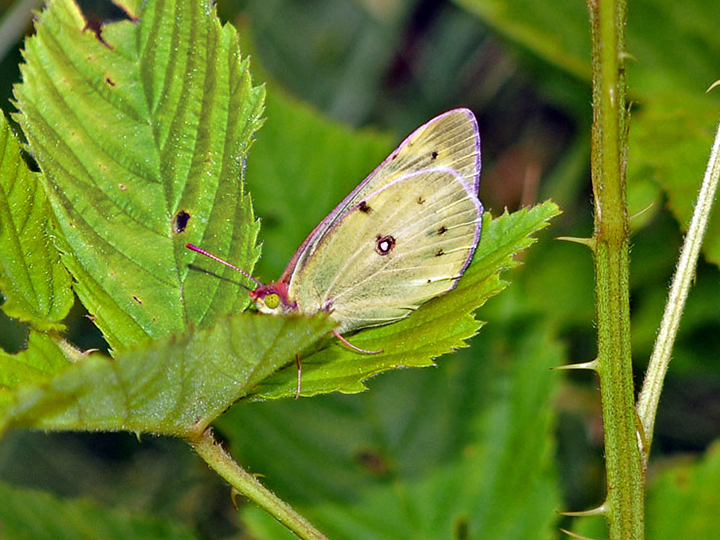 Clouded Sulphur Butterfly