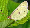 Clouded Sulphur