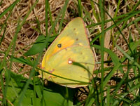 Orange Sulphur