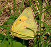 Orange Sulphur