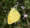 Sleepy Orange Sulphur