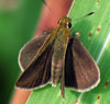 Swarthy Skipper