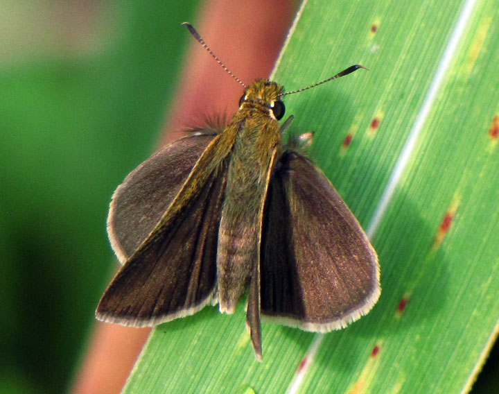 Swarthy Skipper