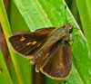 Tawny-edged Skipper