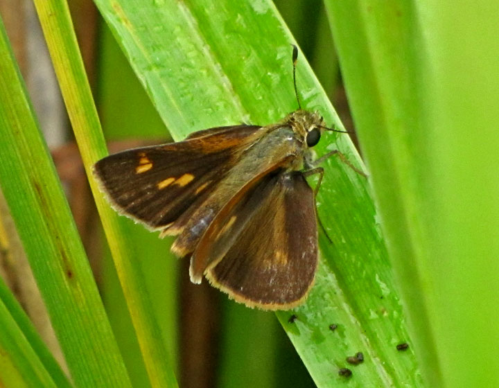 Tawny-edged Skipper