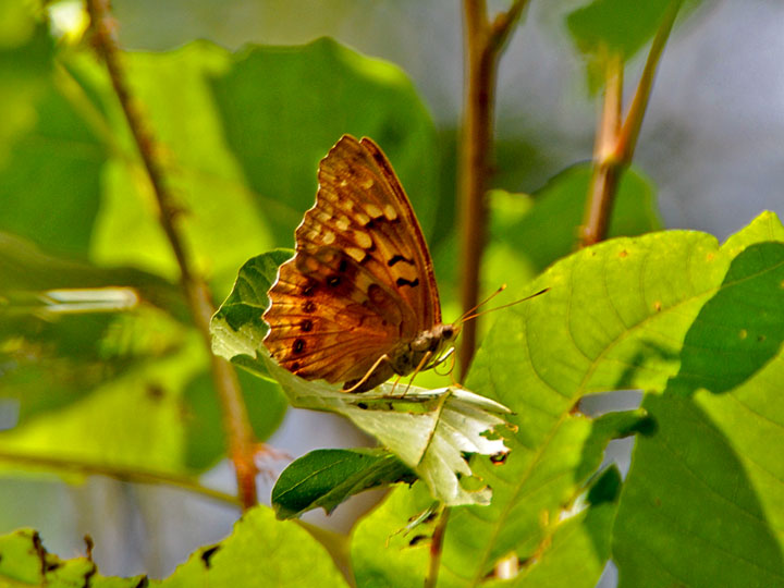 Tawny Emperor