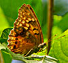 Tawny Emperor