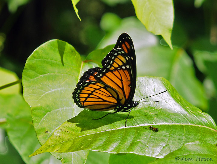 Viceroy Butterfly