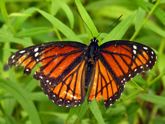 Viceroy