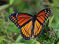 Viceroy