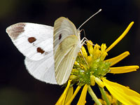 Cabbage White Butterfly