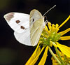 Cabbage White