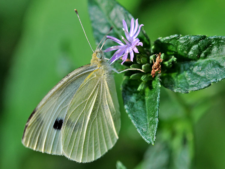 Cabbage White Butterfly feeding on Elephantsfoot (Elephantopus carolinianus)
