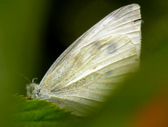 Cabbage White Butterfly
