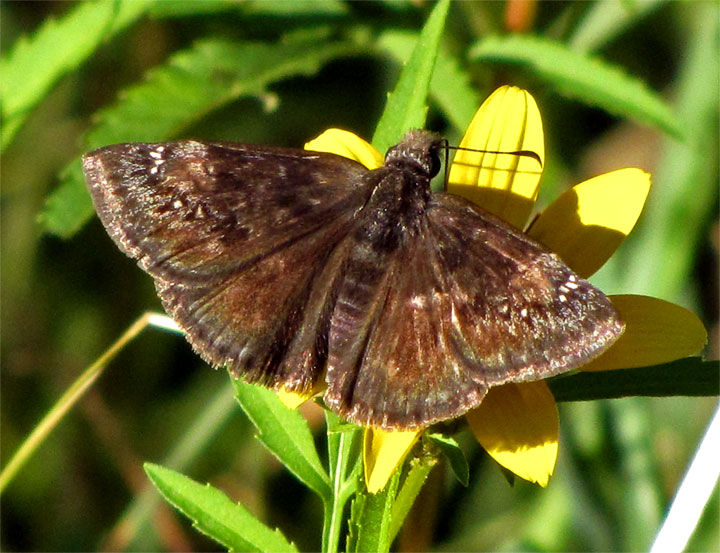 Wild Indigo Duskywing