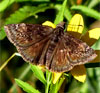 Wild Indigo Duskywing