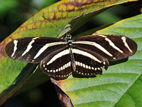 Zebra Longwing