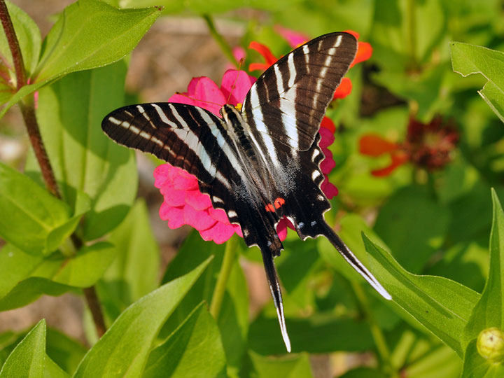 Zebra Swallowtail