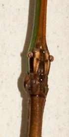 Northern Walkingstick face