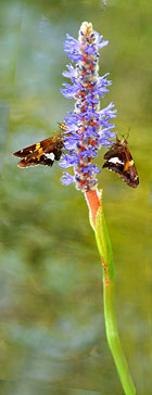 Silver-spotted Skippers on Pickerelweed
