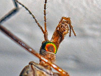 Cranefly face
