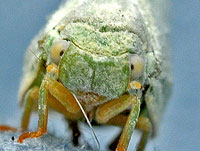 Northern Flatid Planthopper face