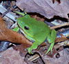 Green Tree Frog