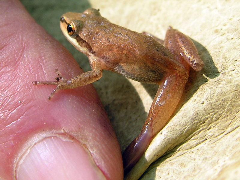 Upland Chorus Frog