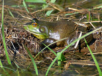 American Bullfrog