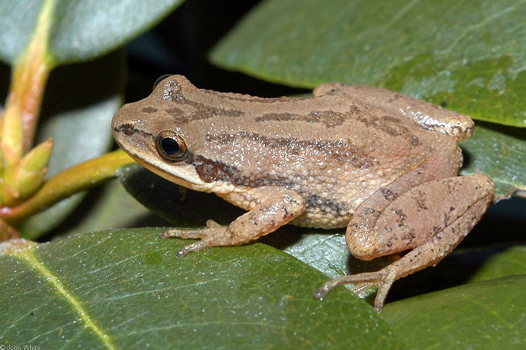 Upland Chorus Frog