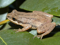 Upland Chorus Frog