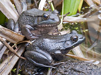 Northern Green Frog