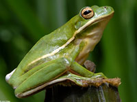 Green Treefrog