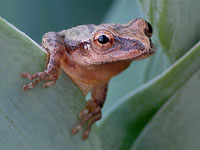 Northern Spring Peeper