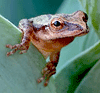 Spring Peeper