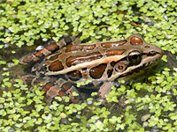 Pickerel Frog