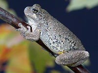 Cope's Gray Treefrog