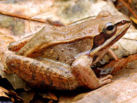 Wood Frog