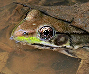 Green Frog