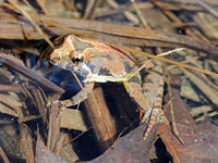 Northern Cricket Frog by Kim Hosen