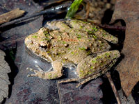 Cricket Frog