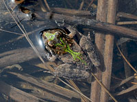 Cricket Frog