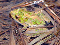 Cricket Frog