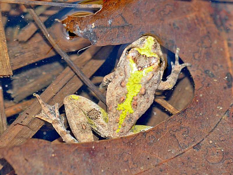 Cricket Frog