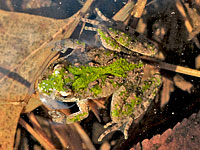 Cricket Frog