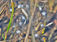 Unidentified egg mass