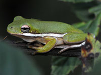 Green Tree Frog