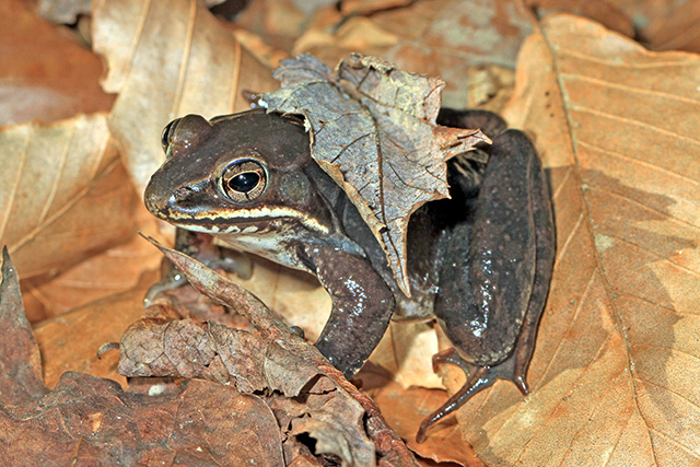Upland Chorus Frog